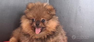 Spitz di pomerania