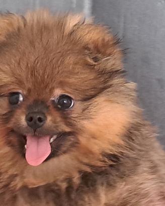 Spitz di pomerania