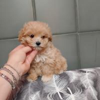 Barboncino Maltipoo Mini Toy Maschietto