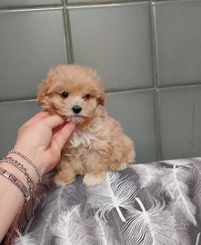 Barboncino Maltipoo Mini Toy Maschietto