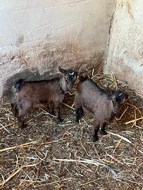 Caprette tibetane