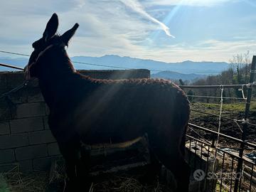 Asino di Martina Franca