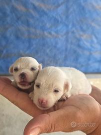 Cuccioli Maltesi