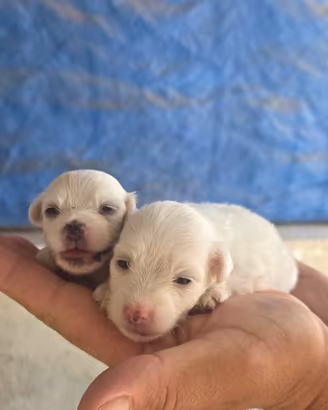 Cuccioli Maltesi