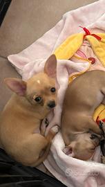Chihuhua