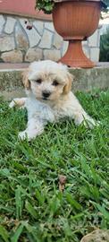 Maltipoo