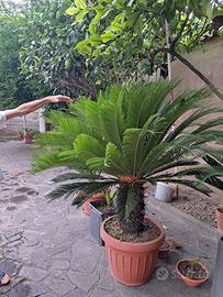 PIANTE CYCAS