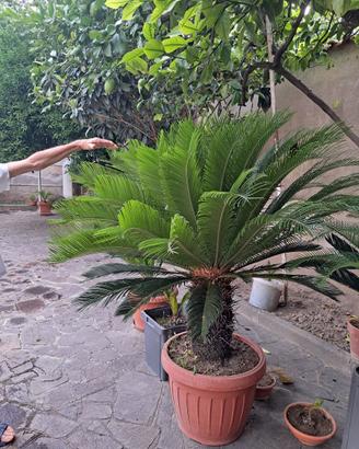 PIANTE CYCAS