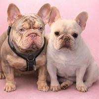 Bulldog francese