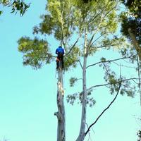 Alberi pericolanti