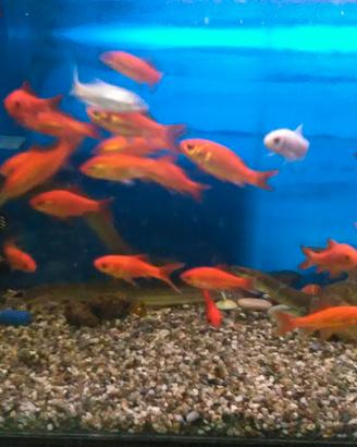 Pesci e piante per acquario o laghetto