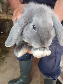 Conigli ariete nano blu e neri