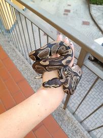 ? COPPIA DI PITONI REALI (Python regius) ?