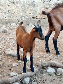 Capretta camosciata delle alpi