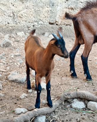 Capretta camosciata delle alpi