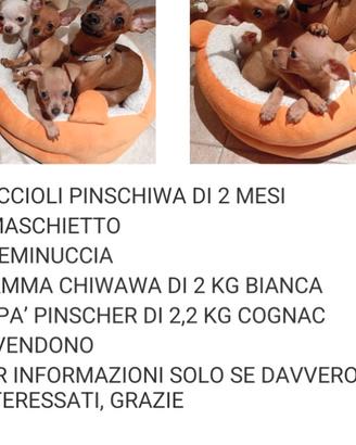 Cagnolini toi