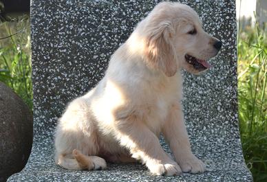 Cuccioli di golden retriever con pedigree Enci/Fci