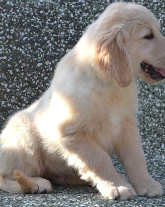 Cuccioli di golden retriever con pedigree Enci/Fci