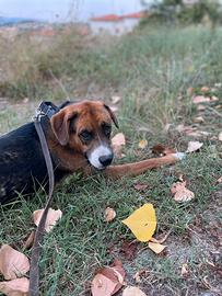 Cane incrocio boxer-pastore tedesco