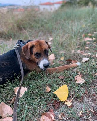 Cane incrocio boxer-pastore tedesco