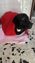 Cucciolo 11 mesi Pitbull