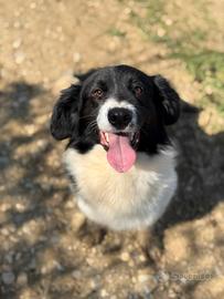 PANDA, scricciolo TG PICCOLA affettuosissimo