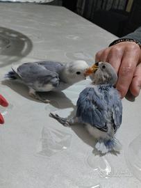 Pappagalli