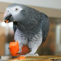 Pappagalli allevati a mano