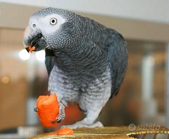 Pappagalli allevati a mano