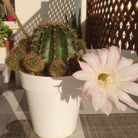 Pianta grassa - Echinopsis