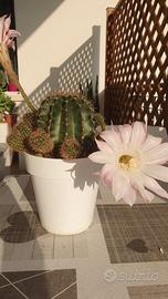 Pianta grassa - Echinopsis