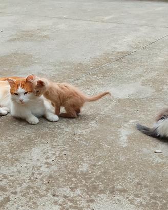 Gattini di 3 mesi