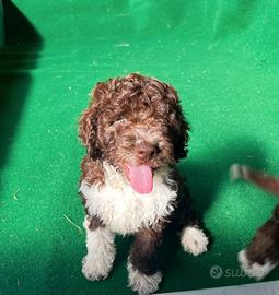 Lagotto Romagnolo