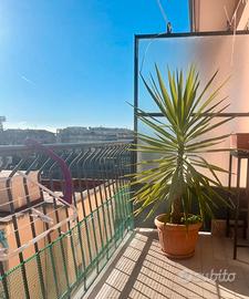 Yucca in vaso h.1.20