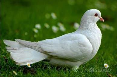 Colombe bianche