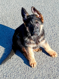 Cucciole pastore tedesco