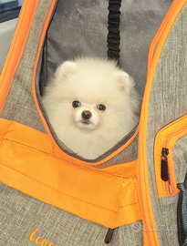 Spitz tedesco NANO / Spitz di Pomerania