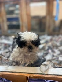 Cuccioli di shih tzu