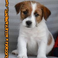 Jack Russell Cuccioli - Allevamento Ric. Enci