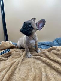 Bulldog Francese con pedigree