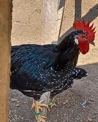 Gallo di razza ancona
