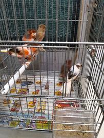 Arlecchino portoghese