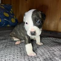 Cuccioli Amstaff/Pitbull