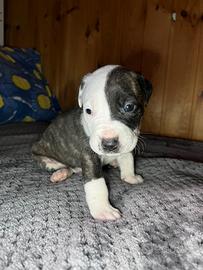 Cuccioli Amstaff/Pitbull