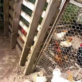 Tolgo per fare spazio coppia nane ho galline