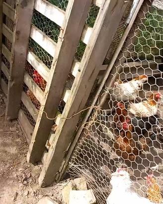 Tolgo per fare spazio coppia nane ho galline