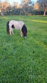 Pony maschio 4 anni