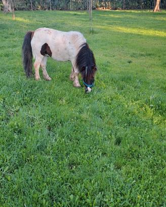 Pony maschio 4 anni