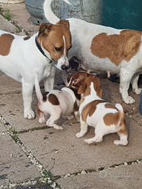 Cuccioli Jack Russell Terrier