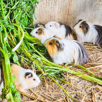 Cavie porcellini d'india